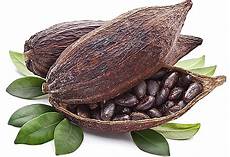 Chocolate Producer