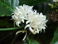 Chocolate Production